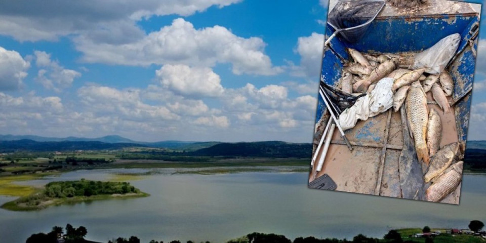 Nezapamćen pomor ribe na Gružanskom jezeru: Usred mresta desila se katastrofa (FOTO)