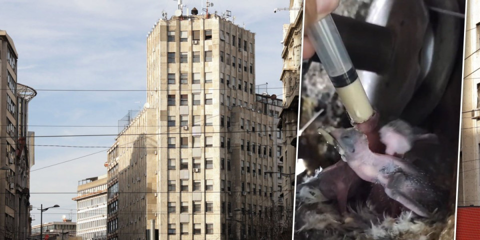 Gde nestadoše "veliki zaštitnici prirode"?! Blokaderi preko noći zaboravili na čiope koje su branili (FOTO)
