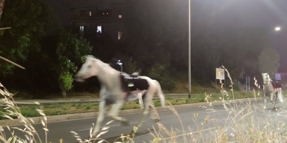 (VIDEO) Stampedo konja projurio Rimom! Neverovatni snimci obilaze svet - policajac zapalio vatromet, a onda je nastao nesvakidašnji haos