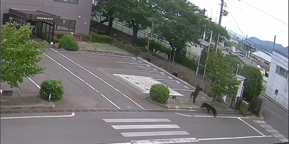 Medved napao četiri osobe! Zver i dalje na slobodi: Vlasti razmatraju uvođenje vanrednog stanja (FOTO/VIDEO)
