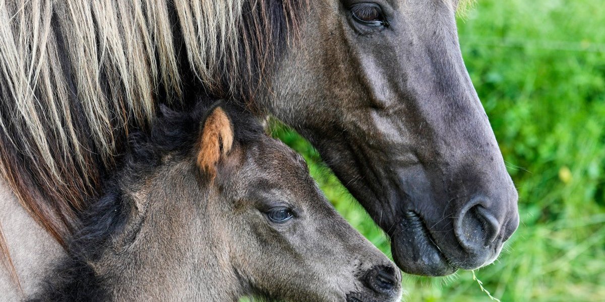 Nemačka Mama i dete foto Tanjug Ap Michael Probst