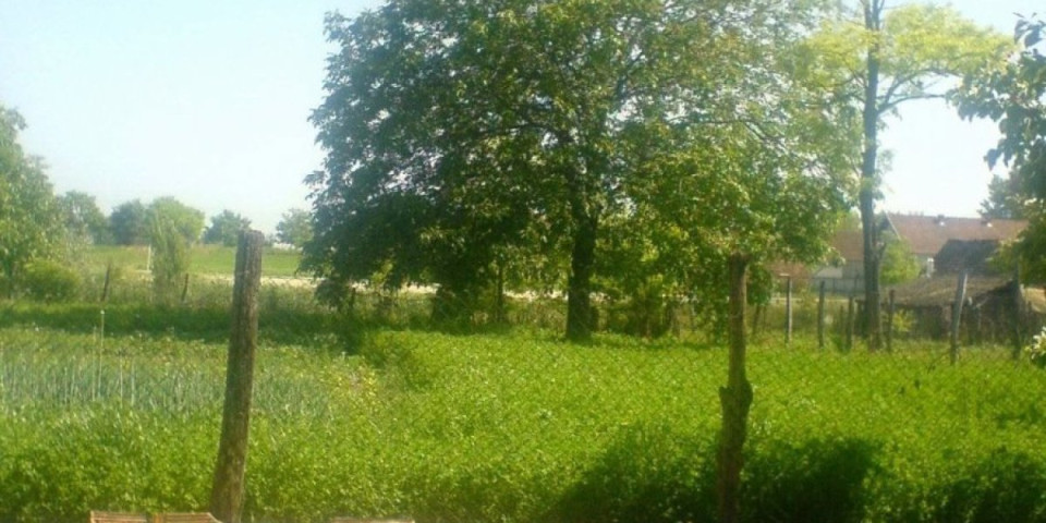 Traži radnike za sortiranje i pakovanje voća, satnica 900 dinara: Ovaj oglas podigao sve na noge