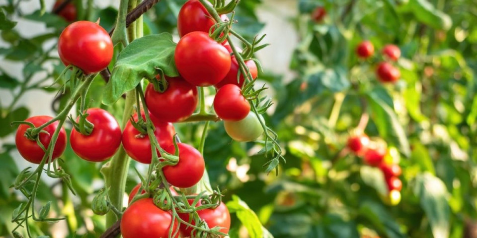 Prirodno đubrivo za paradajz: Domaća mešavina od 5 sastojaka od koje rađa kao lud