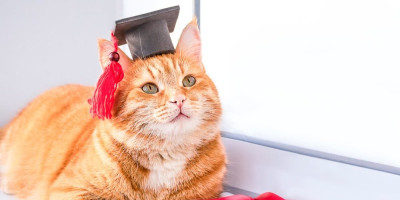 Mačak diplomirao i zapalio internet: Pojavio se na maturi i 