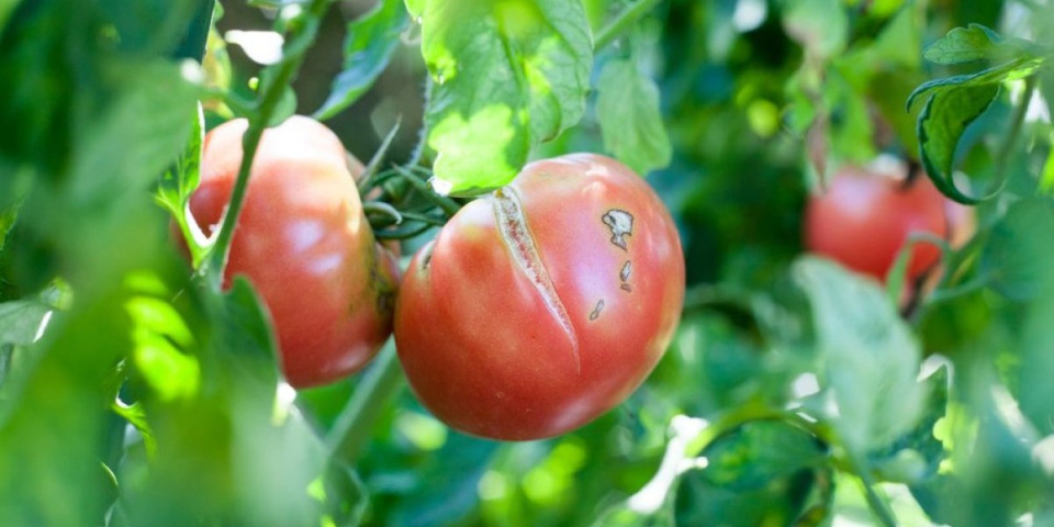 Paradajz vam puca pred berbu? Evo zašto se to dešava i da li sme da se jede