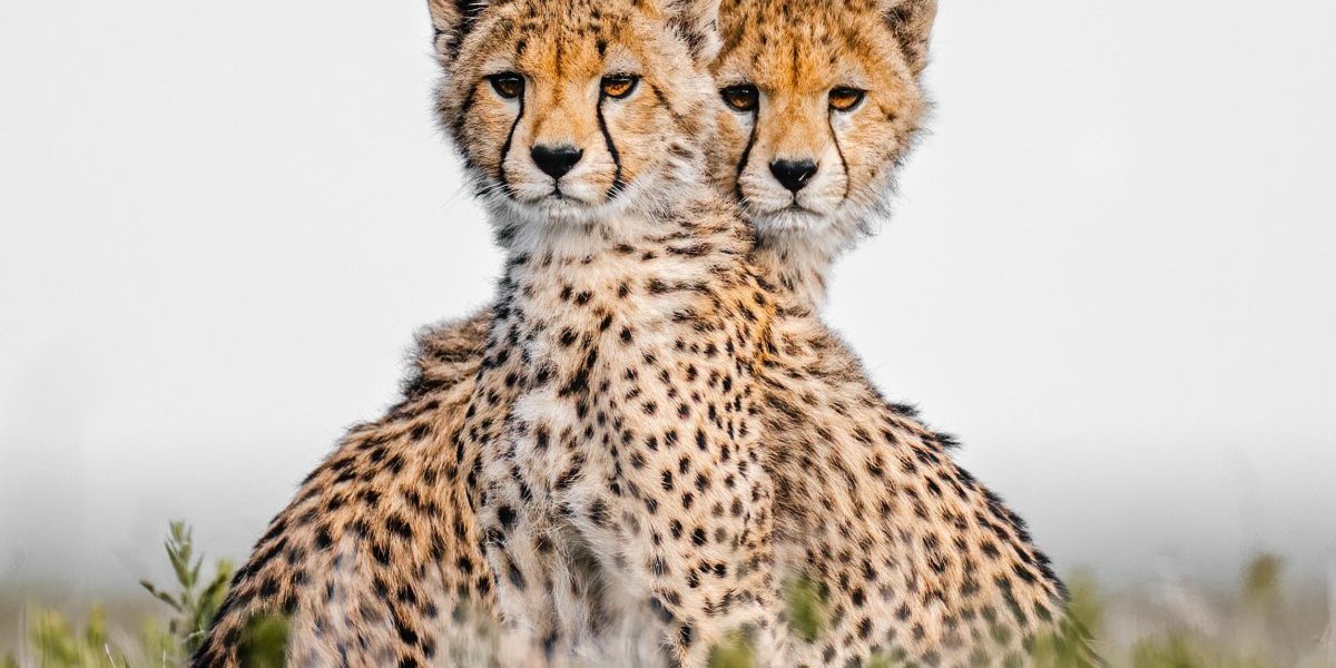 Tanzanija Mace sestrice foto Samantha van Dooren  Solent News  Profimedia