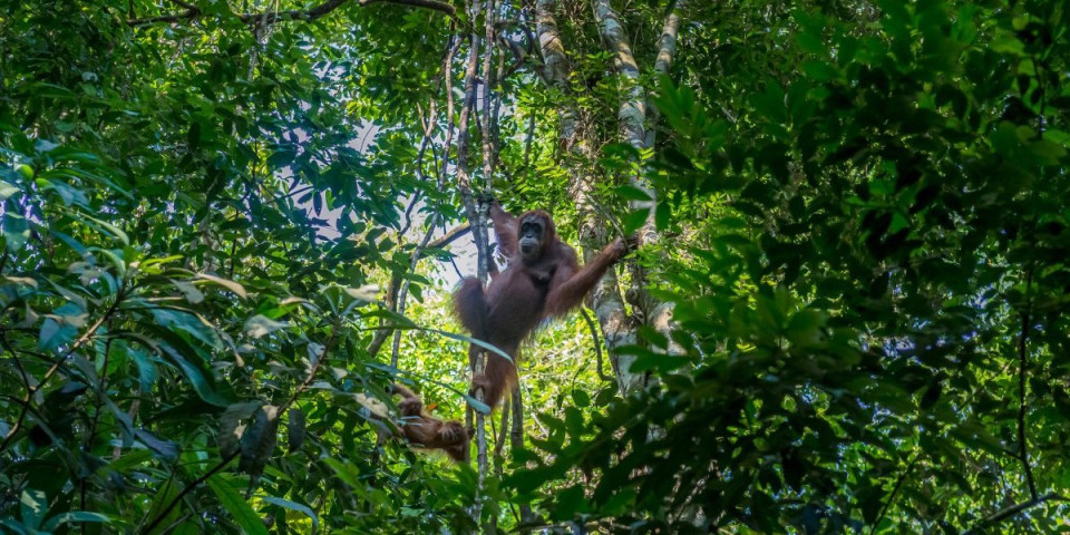 Naučnici u panici: Ekstremne padavine odnele desetine orangutana - Evo i gde