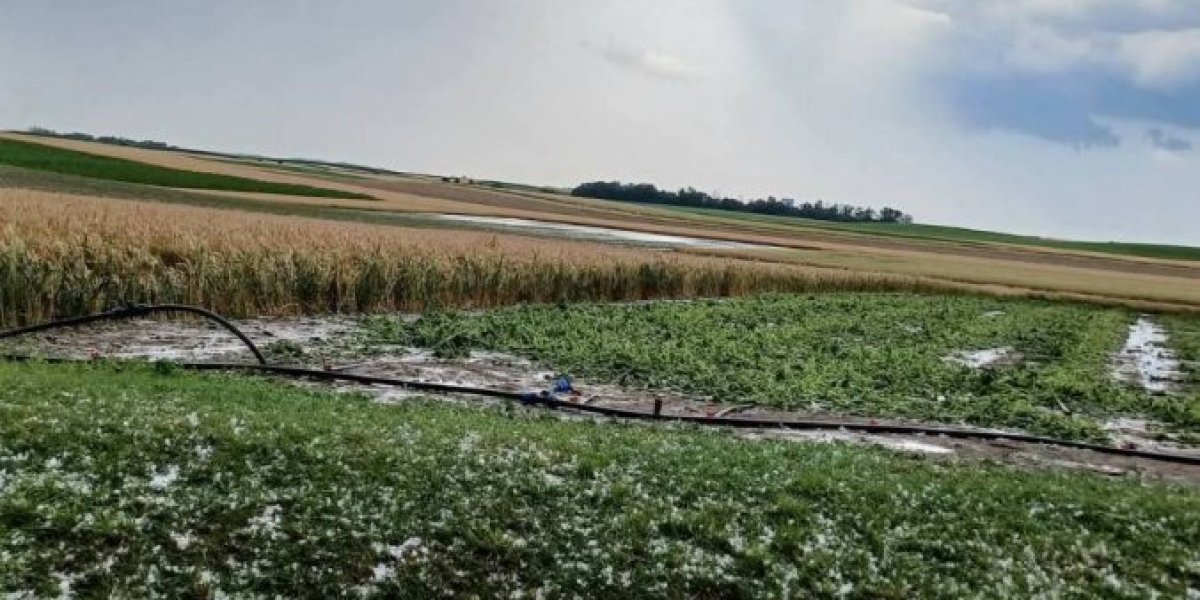 Grad oštetio useve, poljoprivrednici zbrajaju štetu