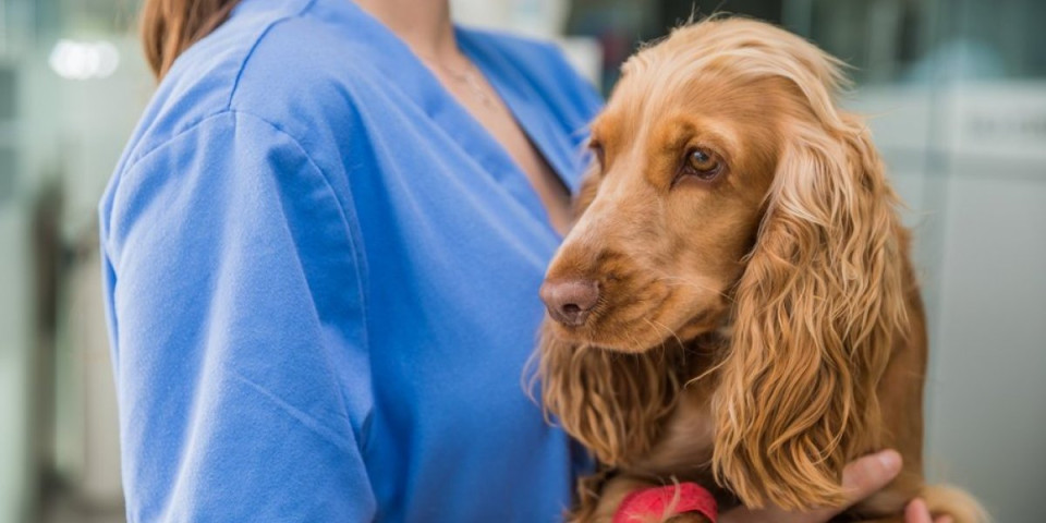 Veterinar šokirao vlasnike pasa: Evo koje rase najčešće pokušavaju da ujedu (VIDEO)