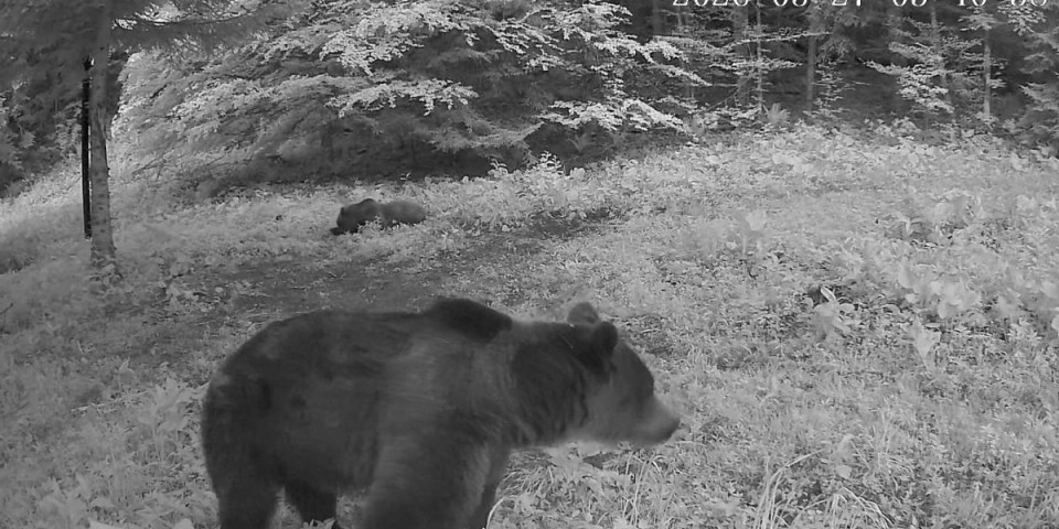Meštani sela kod Užica u strahu: Masakrirao stado, ovna nigde nema
