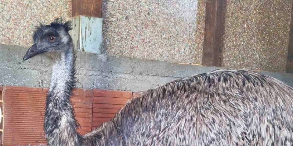 Nesvakidašnja krađa kod Zrenjanina: Nestale četiri ptice trkačice