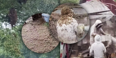 (VIDEO) Prevrnuo se kamion pun košnica! Milioni pčela prelavili naselje, ljudi zaključani u kućama, situacija se otela kontroli