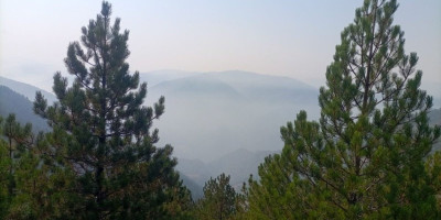 Veliki požar na Zlatiboru! Gori nekoliko hektara šume (FOTO)