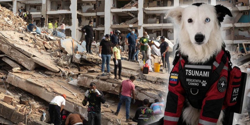 Dirljive scene iz Venecuele: Pas Tsunami spašava žrtve zemljotresa - Heroj na četiri šape (FOTO/VIDEO)