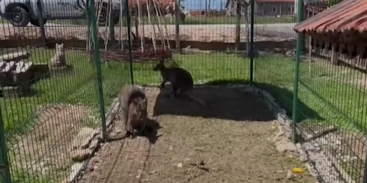 Kenguri se odomaćili u Dragačevu