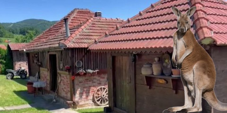 Pažnja! Kenguri skaču po Dragačevu!