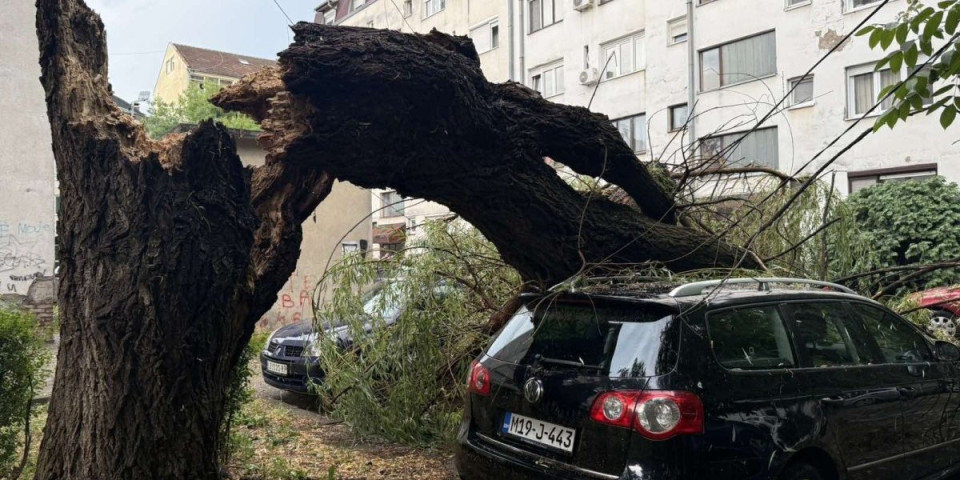 Orkanski vetar čupao drveće: Nevreme u Jadru i Azbukovici (VIDEO)