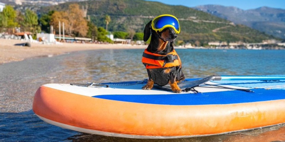 Jazavičar surfuje kao profesionalac: Pokorio talase i postao internet zvezda (VIDEO)