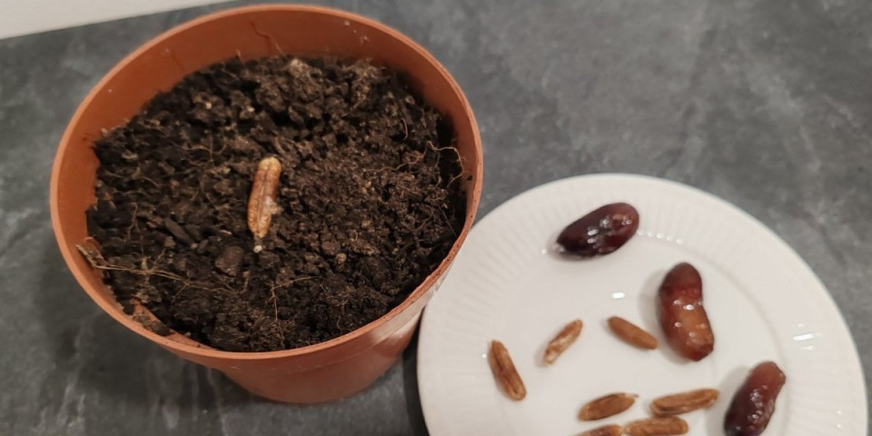 Sobna biljka za manje od 300 dinara: Posadili smo koštice i dobili prelepe palme (FOTO)