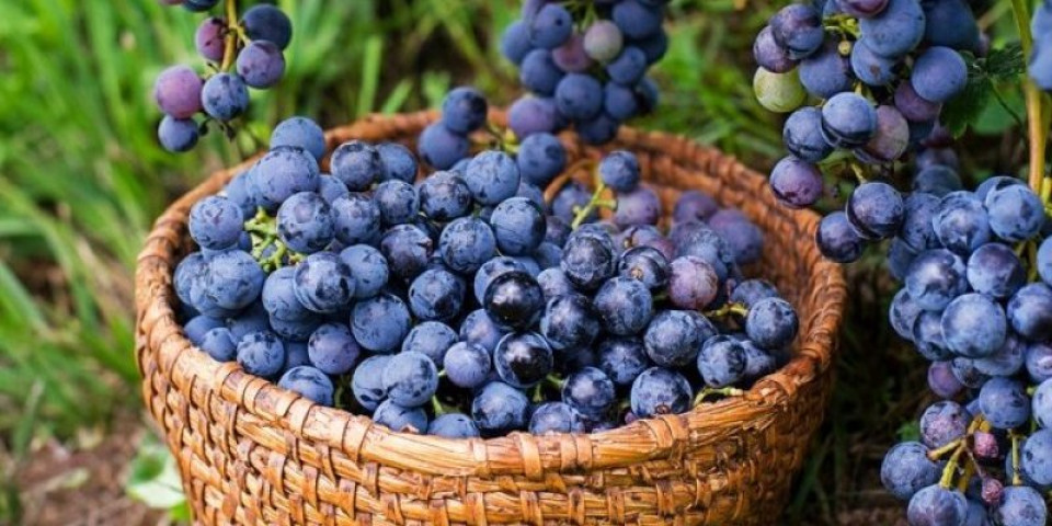 Grožđe nikad nije bilo ukusnije: Kremasta salata gotova za 5 minuta