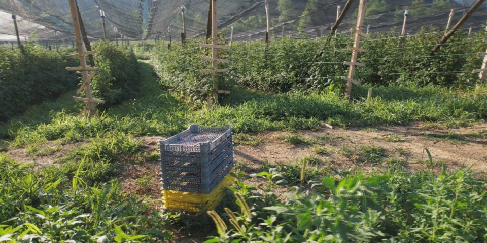 Voćari očajni zbog jedne stvari: Dežuraju i postavljaju nadzor za "crveno zlato", a evo i zašto