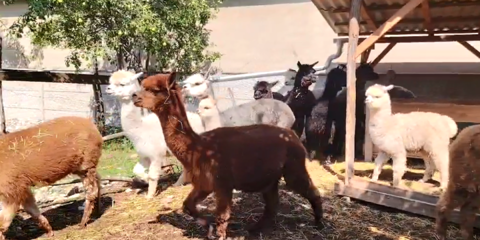Kakve su ovo životinjke, bogte? Šok na farmi u Pomoravlju (VIDEO)