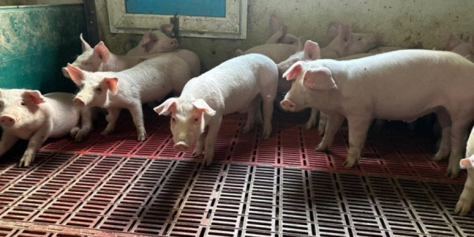 Užas u Hrtkovcima! Pod hitno biće eutanazirano 11.000 svinja, nastala milionska šteta