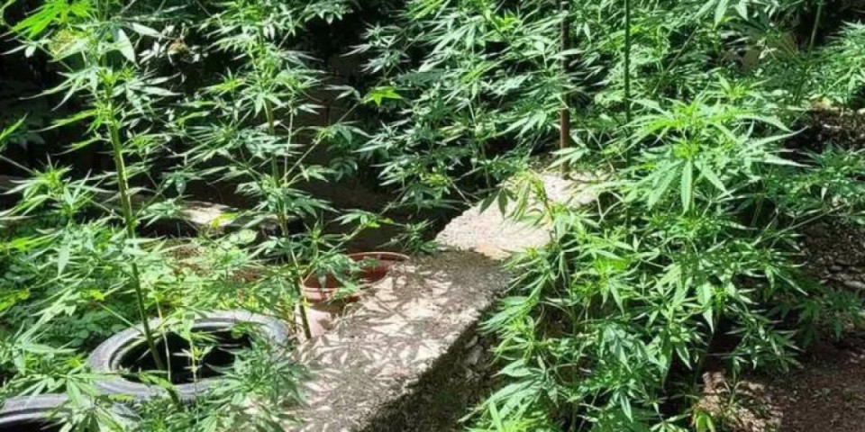 Kutije od kafe pune droge, a u dvorištu stabljike marihuane: Uhapšen diler u Nišu (FOTO)