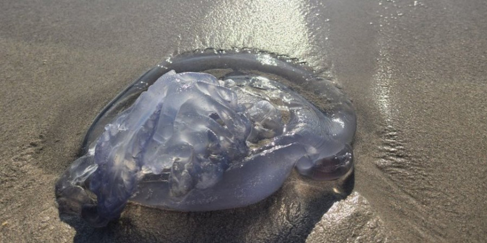 Džinovske meduze Tomićima upropastile odmor! Puno more "zveri" od 25 kilograma (FOTO/VIDEO)