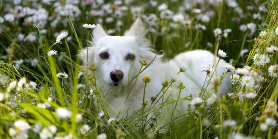 Veterinari upozoravaju: 1 biljka može biti smrtonosna za vašeg psa - Ovako ga sačuvajte (FOTO)