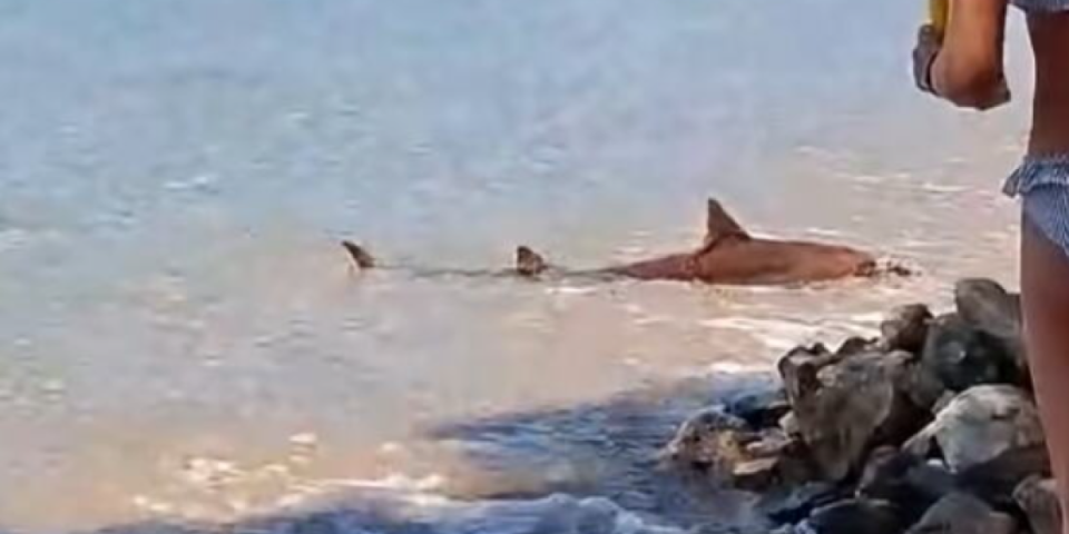(VIDEO) Srbi, oprez! Ajkula stigla do popularnog grčkog letovališta: Ljudi na plaži u šoku, pogledajte šta radi morska neman