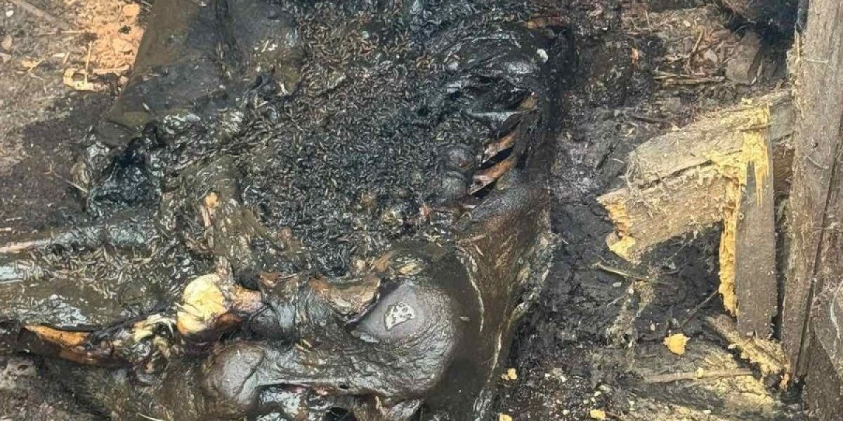 Uginula svinja u stambenoj zgradi u Borči