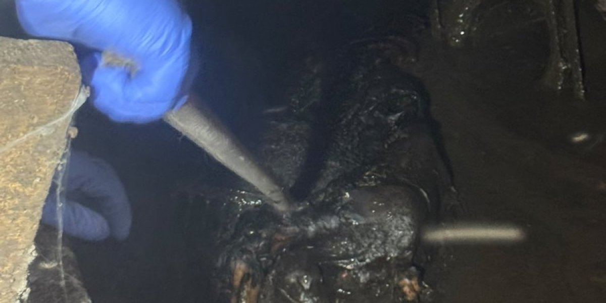 Telo uginule svinje u stambenoj zgradi u Borči