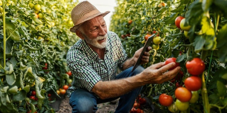 Ne otpisujte paradajz posle avgusta: Uz ove poteze davaće plodove i na jesen