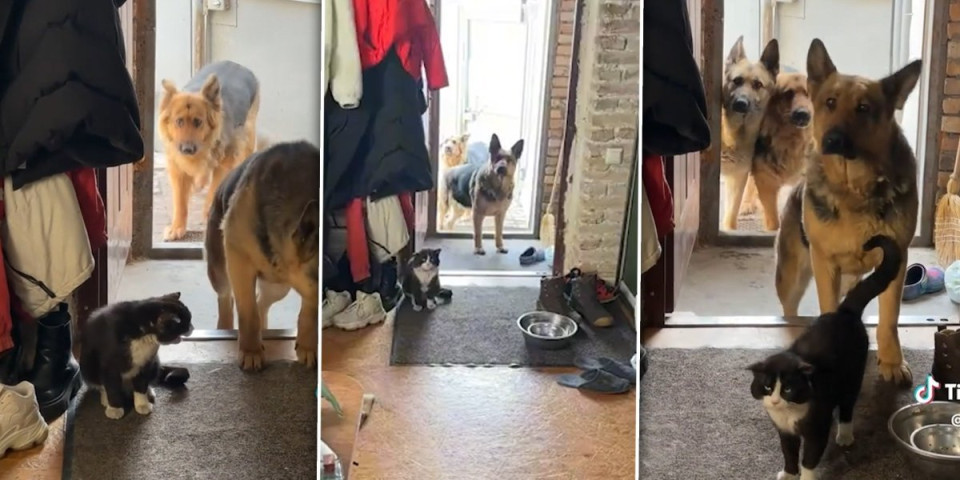 3 vučjaka ne smeju da uđu u kuću: Pogledajte ko im stoji na putu, snimak zapalio mreže (VIDEO)