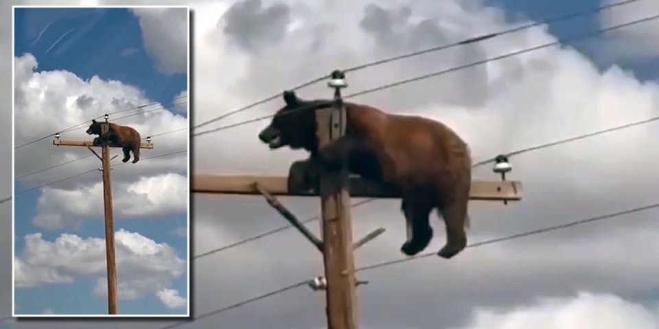 Drama koja kida srce: Nemoćni medved ostao zarobljen na vrhu stuba, svi se mole za bezbedno spasavanje! (VIDEO)