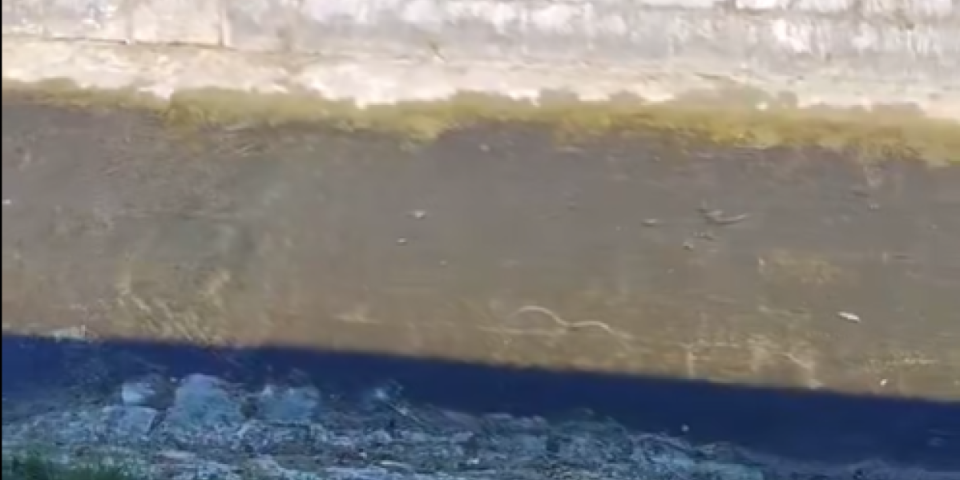 Prava neman: Uhvaćena na delu u centru Loznice (VIDEO)