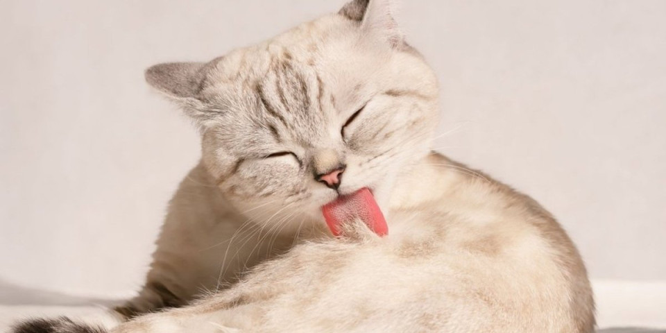 Zašto mačke povraćaju dlake? Evo kada je vreme za hitan odlazak kod veterinara