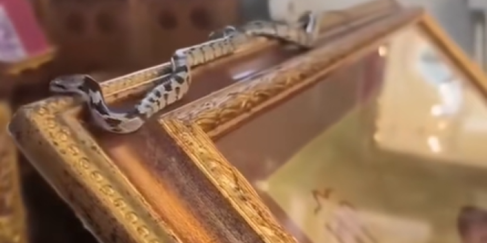 Čudo u Grčkoj koje sve ostavlja bez daha: Zmije otrovnice mile po ikonama i ljudima, a nikoga ne ujedaju (VIDEO)