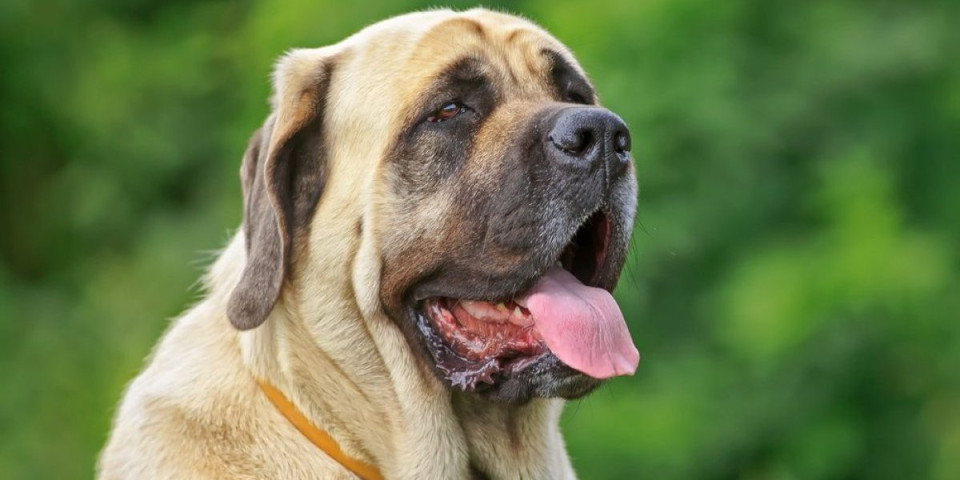 Nisu tako neuništivi kao što izgledaju: 5 rasa pasa koje najčešće posećuju veterinara (FOTO)