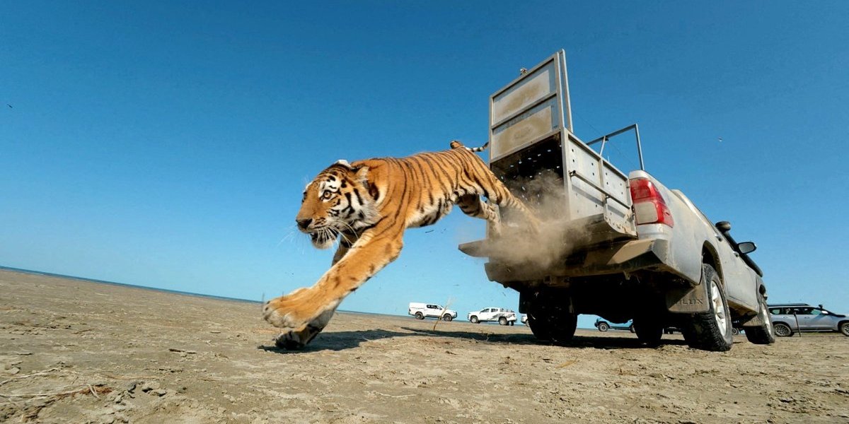 Tigar na slobodi