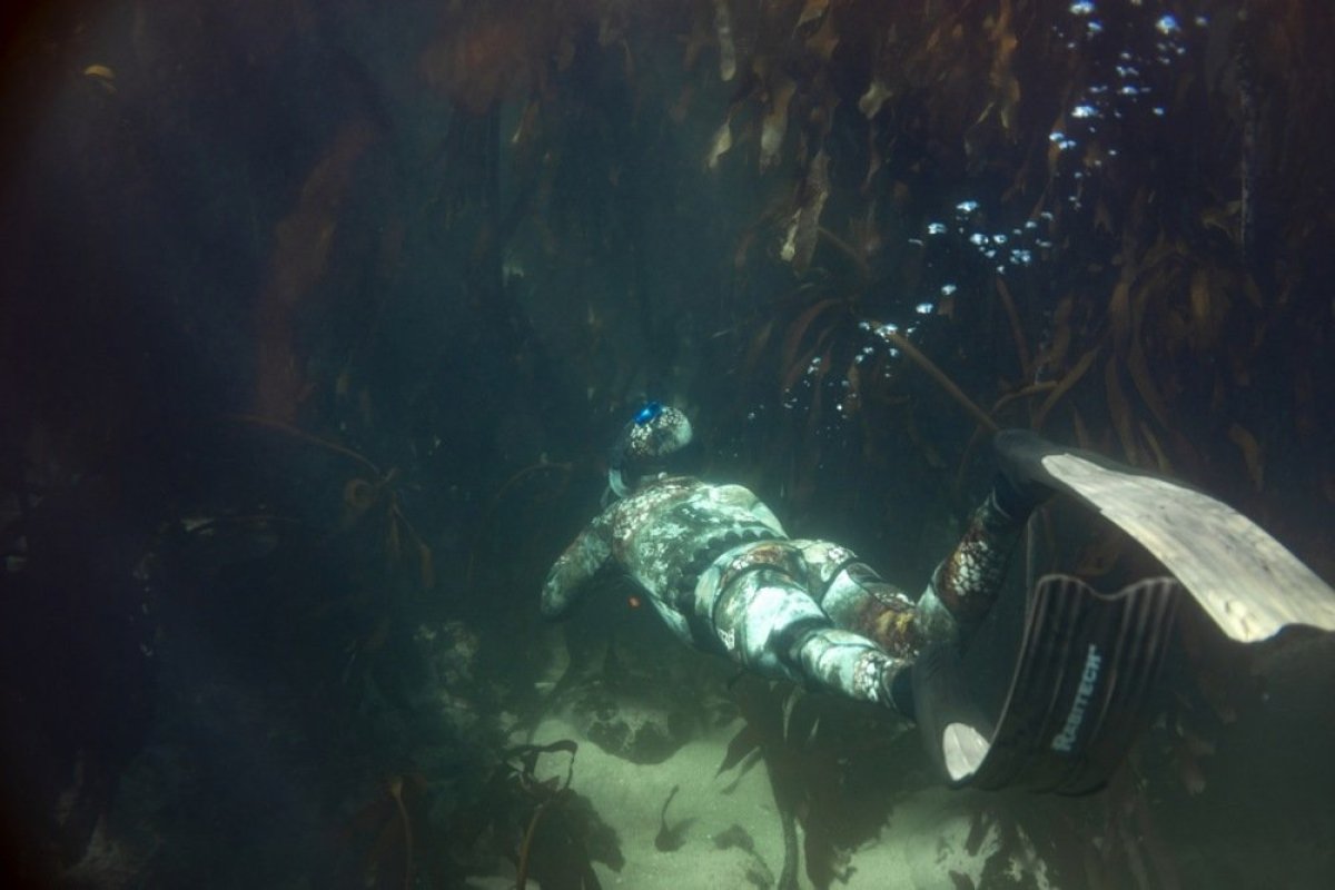 Naučnici snimili fantom-meduzu u Atlantiku