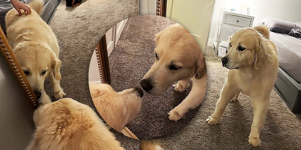 Nije znao šta ga je snašlo kad je pogledao u ogledalo: Reakcija zlatnog retrivera nasmejala internet (VIDEO)