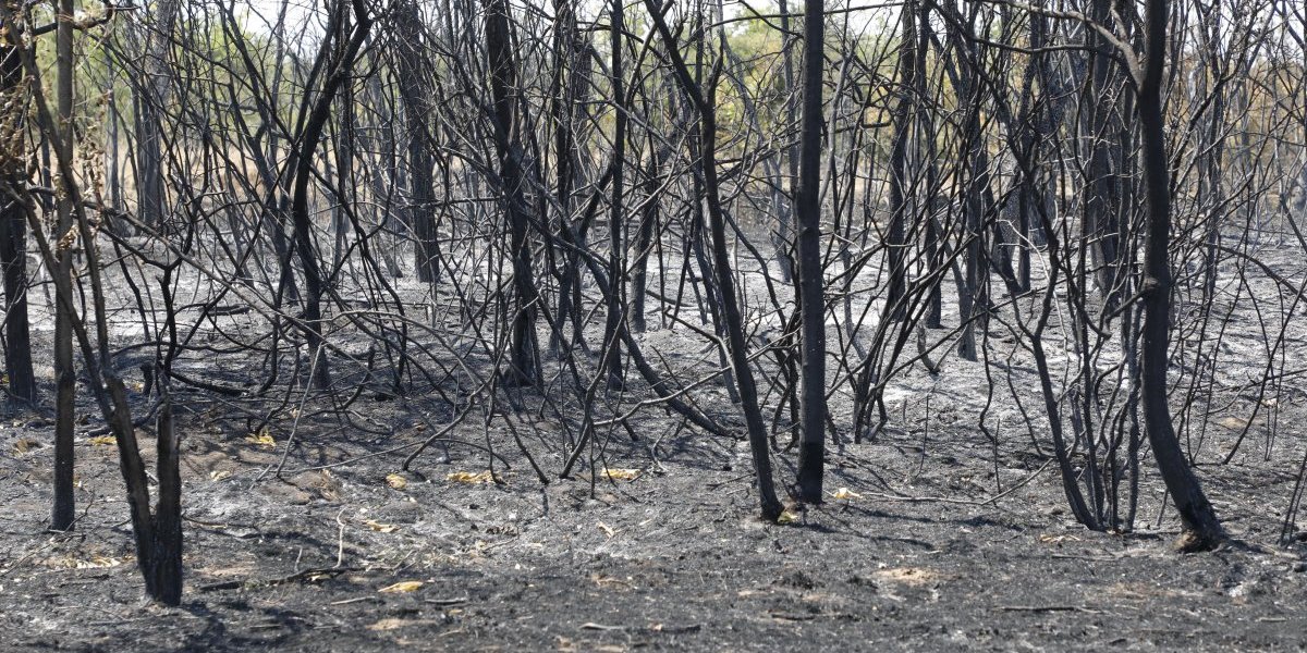 Posledice požara u Deliblatskoj peščari