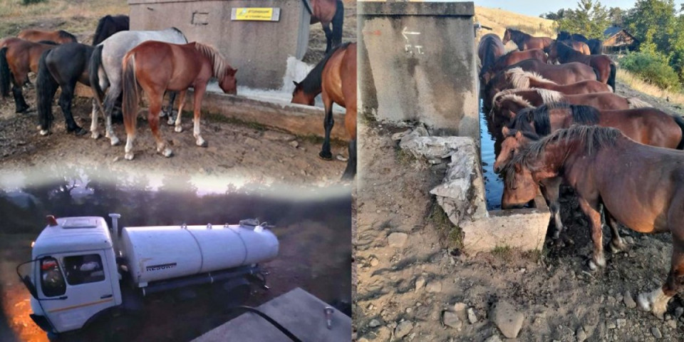 Borba za opstanak! Uprkos vatrenoj stihiji za krdo divljih konja stigao transport koji život znači (FOTO)