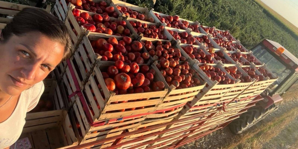 Sandra je kaljica paradajza: Godišnje napravi preko 10.000 litara soka, uz nju radi cela porodica