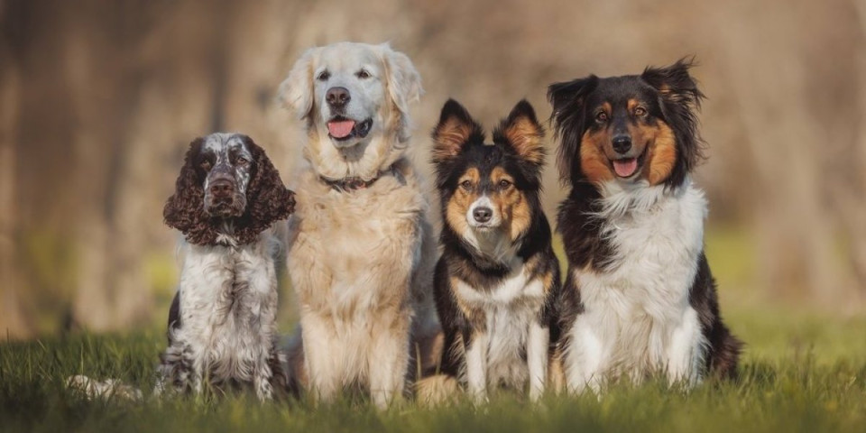 Nisu svi psi za svakoga: Veterinar izdvojio 4 rase koje nisu za vlasnike početnike (VIDEO)