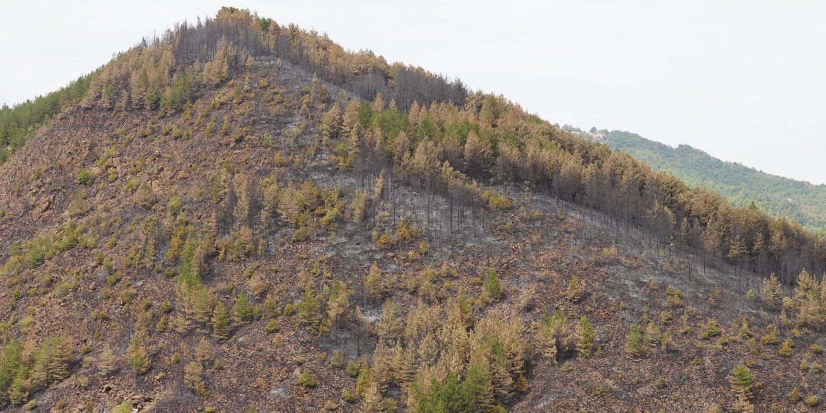 Požar na planini Stolovi kod Kraljeva