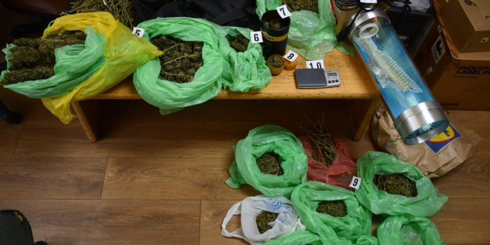 Policija ga zatekla među džinovskim stabljikama: Zaplenjeni kilogrami marihuane i oprema za uzgoj (FOTO)