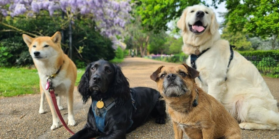5 rasa pasa koje će vam isprazniti novčanik: Veterinar otkriva koje su najskuplje za održavanje